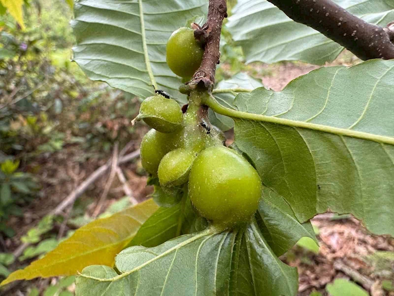 Karadeniz’de kestanede verimini düşüren gal arılarına karşı biyolojik mücadele sürüyor
