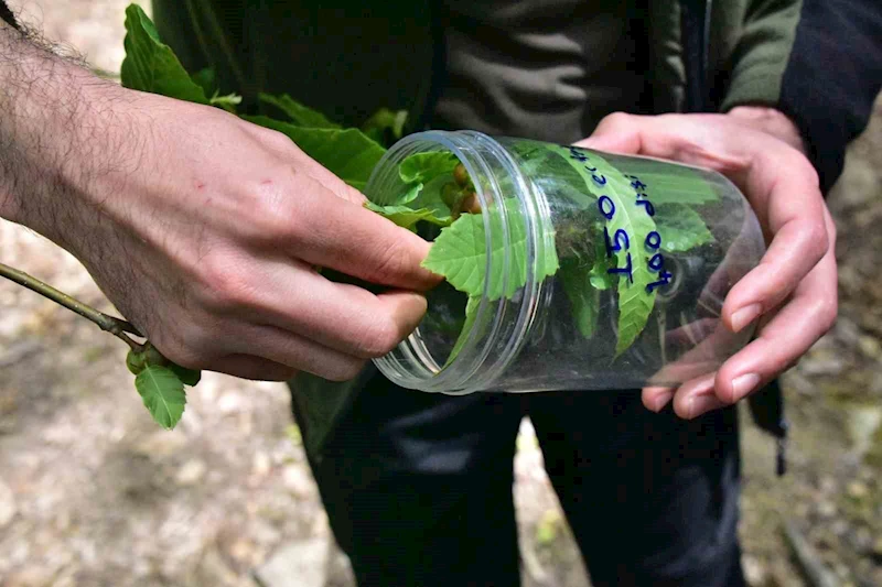 Karadeniz’de kestanede verimini düşüren gal arılarına karşı biyolojik mücadele sürüyor
