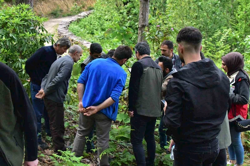 Karadeniz’de kestanede verimini düşüren gal arılarına karşı biyolojik mücadele sürüyor
