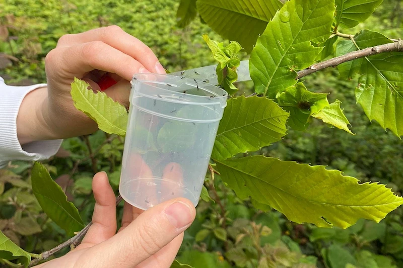 Arıcılık faaliyetlerini etkiliyor
