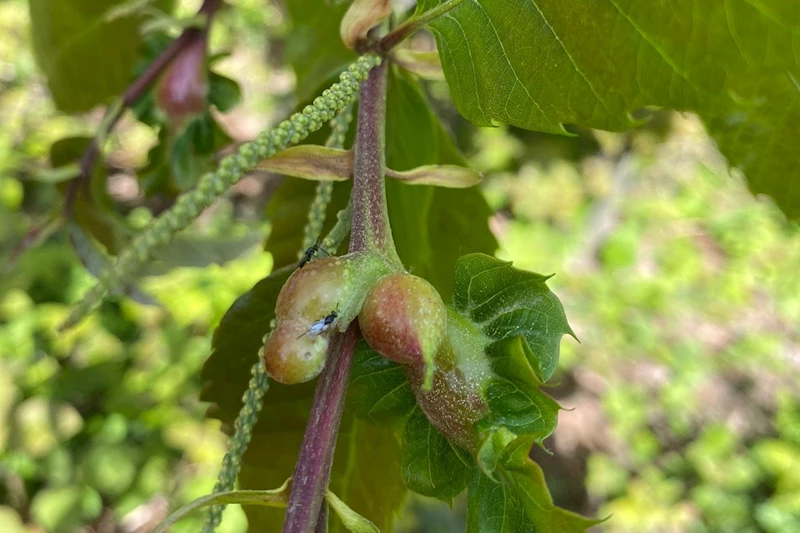 Arıcılık faaliyetlerini etkiliyor
