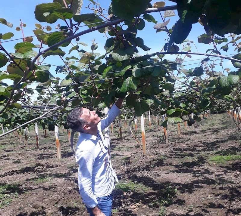 Meyvede ’kahverengi kokarca’ ile mücadele zamanı
