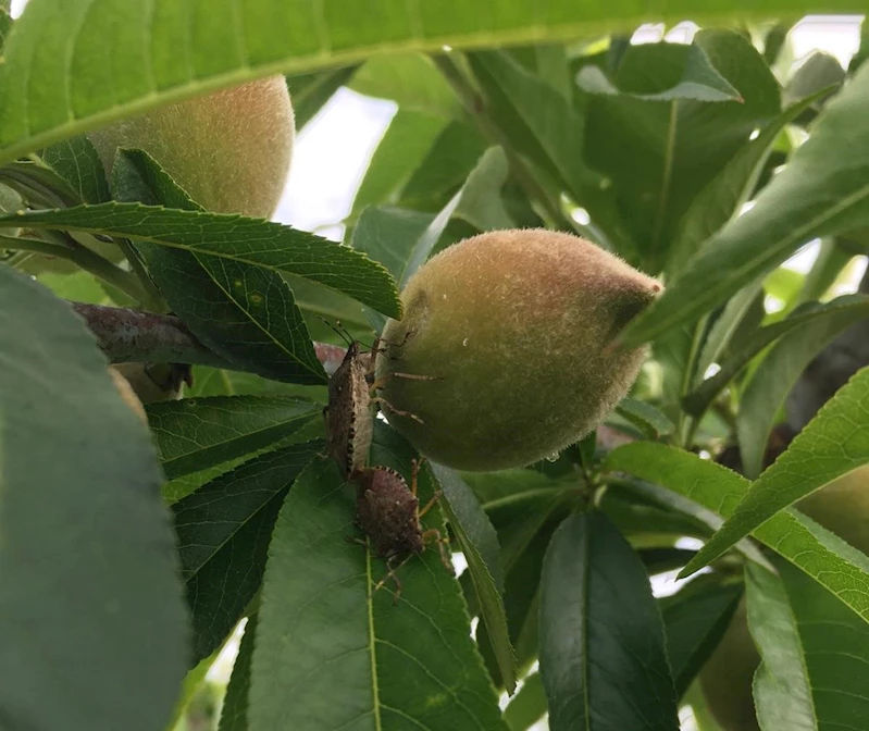 Meyvede ’kahverengi kokarca’ ile mücadele zamanı
