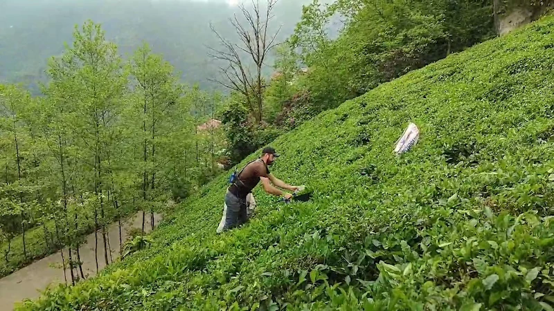 ÇAYKUR’a organik tarım tepkisi
