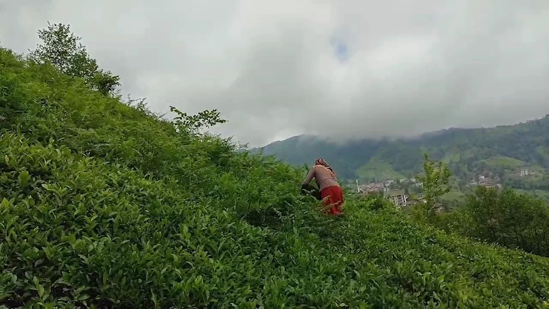 ÇAYKUR’a organik tarım tepkisi
