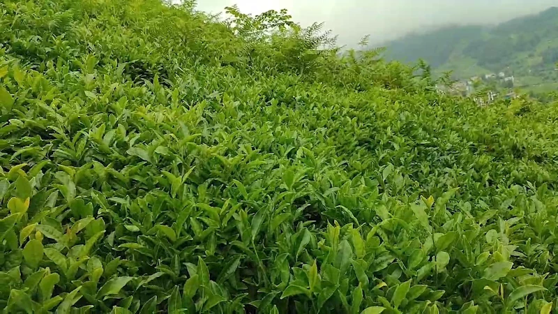 ÇAYKUR’a organik tarım tepkisi
