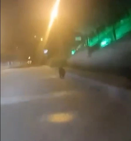 Şehir merkezine kadar inen ayı kamerada
