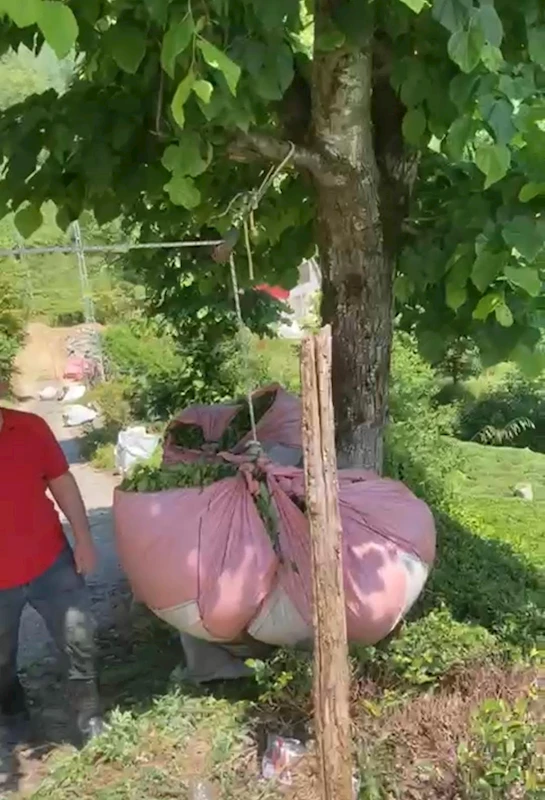 Rizeli’nin çay taşıma yöntemi ilgi çekti
