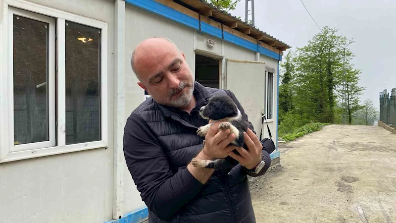 Hopa Belediyesi’nden sokak hayvanlarına kısırlaştırma, küpelenme ve mikroçip
