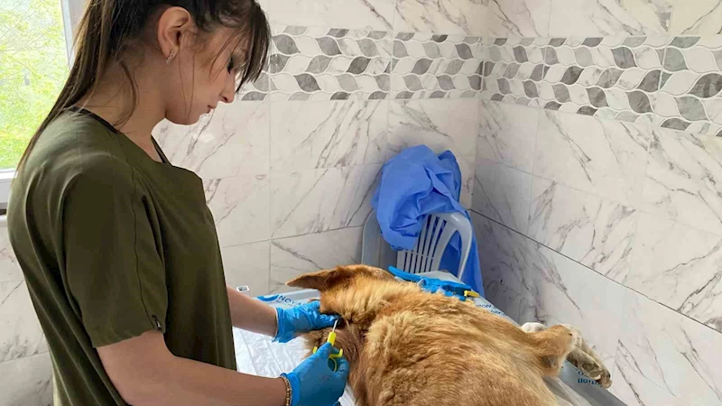 Hopa Belediyesi’nden sokak hayvanlarına kısırlaştırma, küpelenme ve mikroçip
