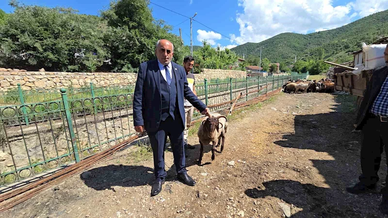 Ahırın lideri olan 4 boynuzlu koç, son başbakan Binali Yıldırım’a hediye edilecek
