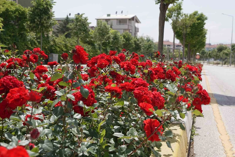 Çorum’u rengarenk güllerle donatıyorlar
