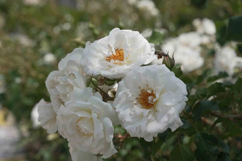 Çorum’u rengarenk güllerle donatıyorlar
