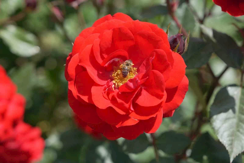 Çorum’u rengarenk güllerle donatıyorlar
