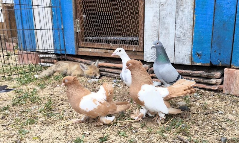 Tilki kümese bekçi oldu
