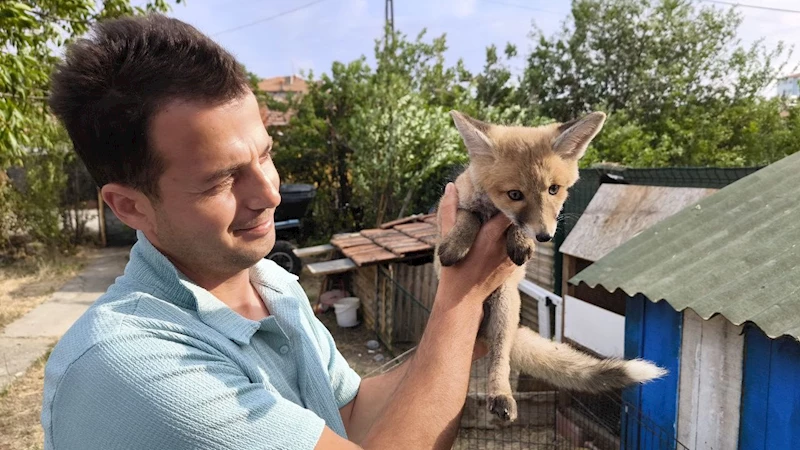 Tilki kümese bekçi oldu
