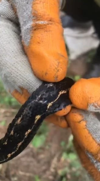 Dünyanın en zehirli yılanları arasında gösterilen Hopa engereği rengi ve tüyleri ile dikkat çekiyor
