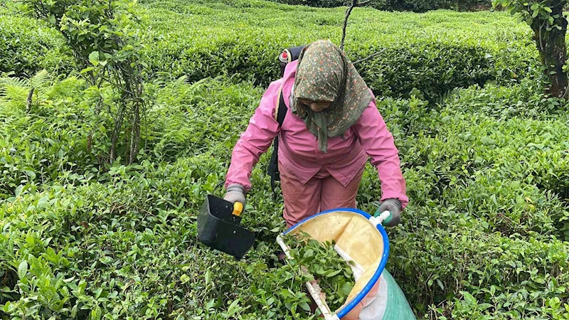 Elektrikli çay kesme motorları çıkınca çay torbaları yoğun ilgi görmeye başladı
