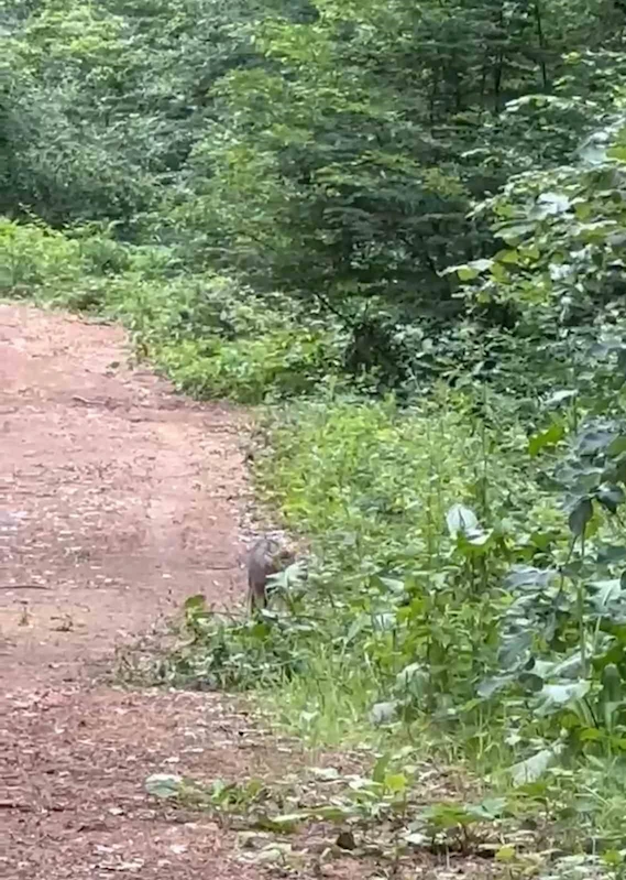 Ormanlık alanda yaban kedisi cep telefonu ile görüntülendi
