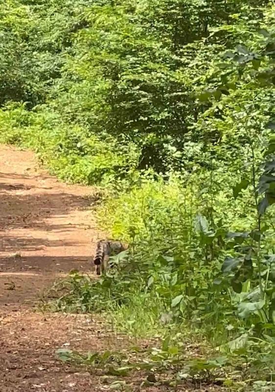 Ormanlık alanda yaban kedisi cep telefonu ile görüntülendi
