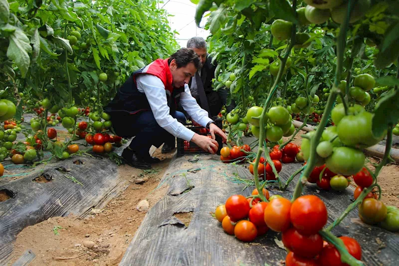 Amasya’da domates hasadı başladı, 100 bin ton rekolte bekleniyor
