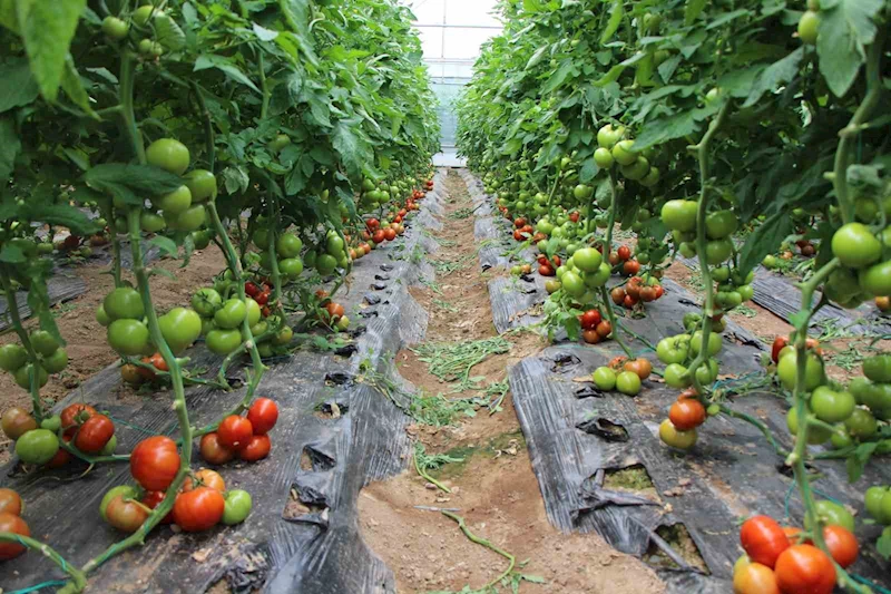 Amasya’da domates hasadı başladı, 100 bin ton rekolte bekleniyor
