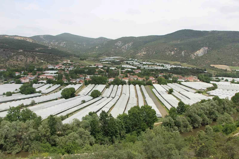 Amasya’da domates hasadı başladı, 100 bin ton rekolte bekleniyor
