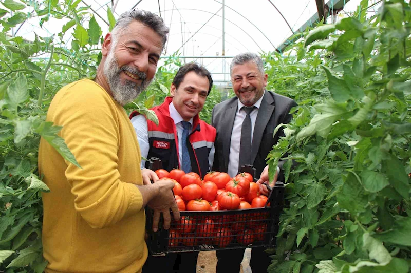 Amasya’da domates hasadı başladı, 100 bin ton rekolte bekleniyor
