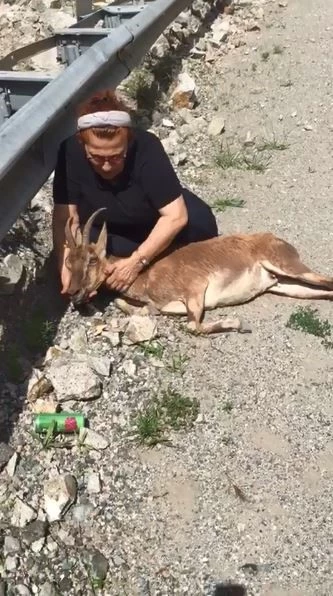 Yol kenarında buldukları yaralı dağ keçisinin başından bir an olsun ayrılmadı

