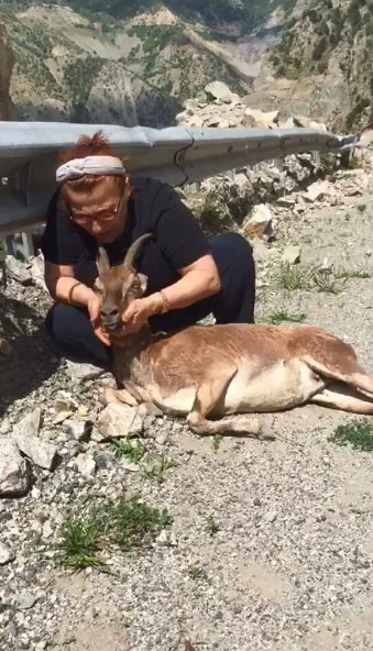 Yol kenarında buldukları yaralı dağ keçisinin başından bir an olsun ayrılmadı
