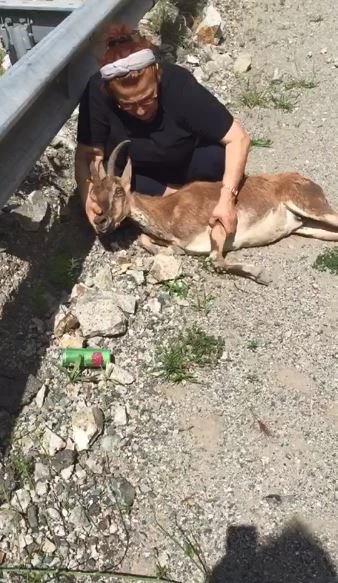 Yol kenarında buldukları yaralı dağ keçisinin başından bir an olsun ayrılmadı
