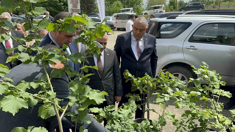 Fındığın ekonomik değeri artacak
