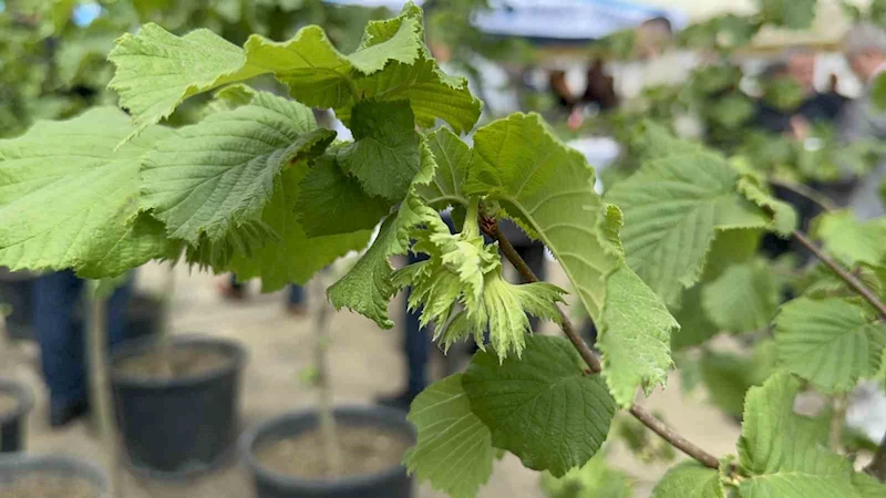 Fındığın ekonomik değeri artacak
