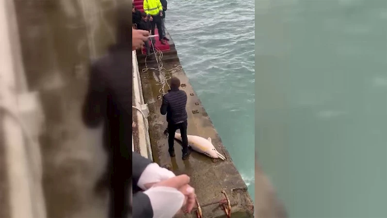 Sinop’ta dalgaların kıyıya sürüklediği ölü yunusu denizden vatandaşlar çıkardı
