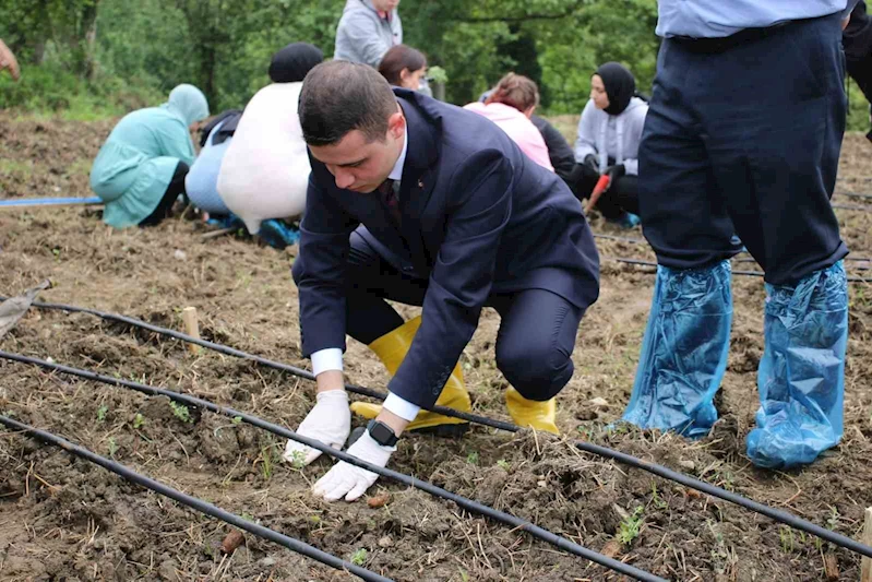 Tıbbi ve aromatik bitkiler toprakla buluştu
