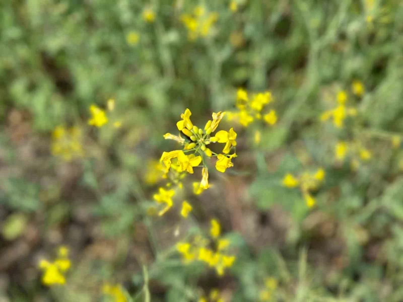 Kanola çiçek açtı, tarlalar sarıya boyandı

