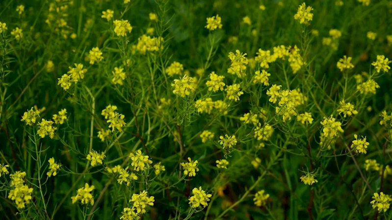 Kanola çiçek açtı, tarlalar sarıya boyandı
