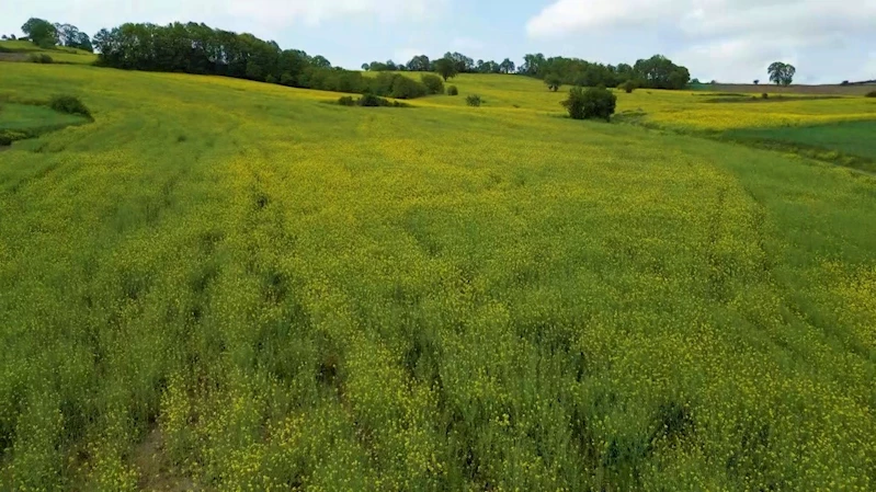 Kanola çiçek açtı, tarlalar sarıya boyandı

