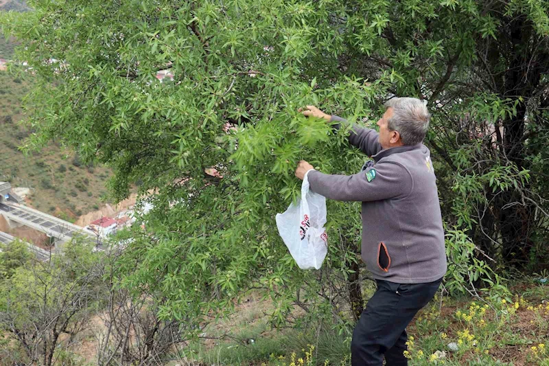 Gümüşhane’de badem çağlası bereketi
