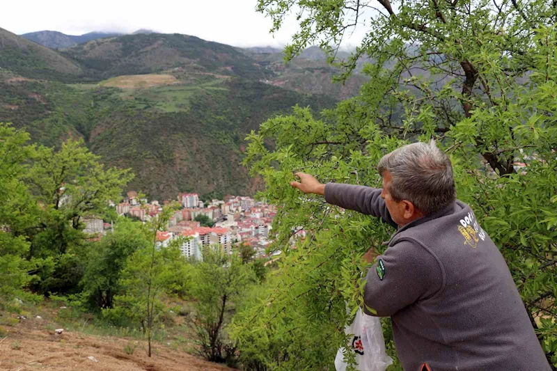 Gümüşhane’de badem çağlası bereketi

