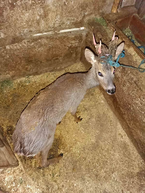 Sulama kanalına düşen karacayı boğulmaktan kurtardı
