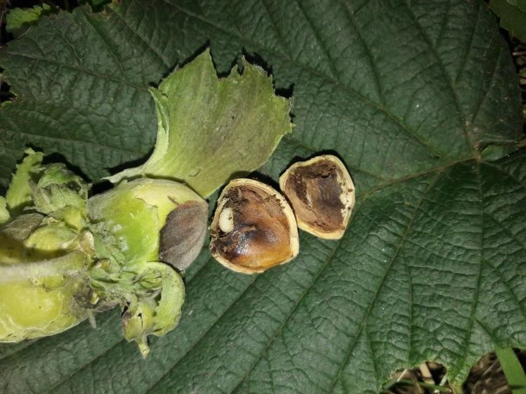 Meyve düşmanı bir çift ’fındık kurdu’ 200 meyveye zarar veriyor
