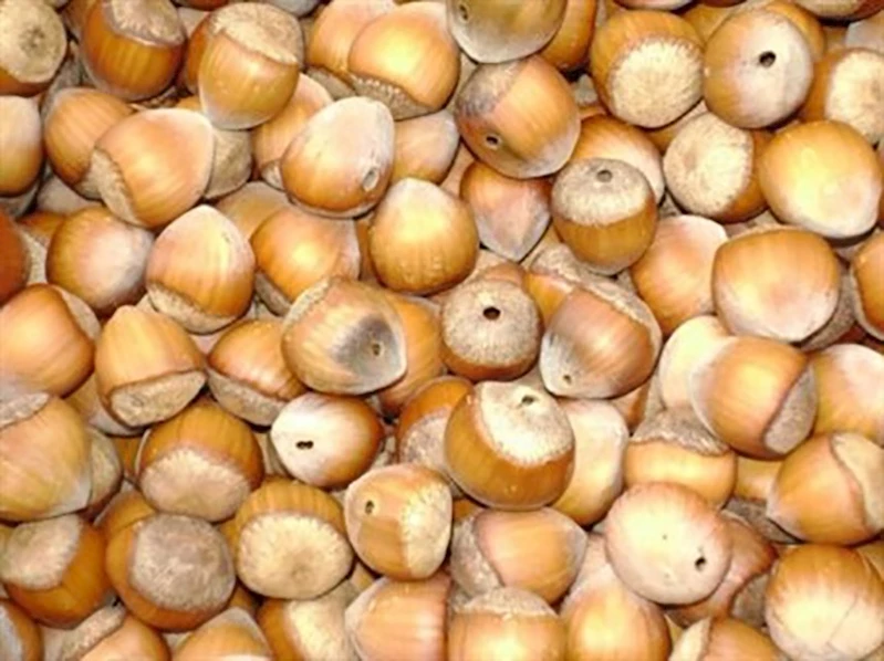 Meyve düşmanı bir çift ’fındık kurdu’ 200 meyveye zarar veriyor
