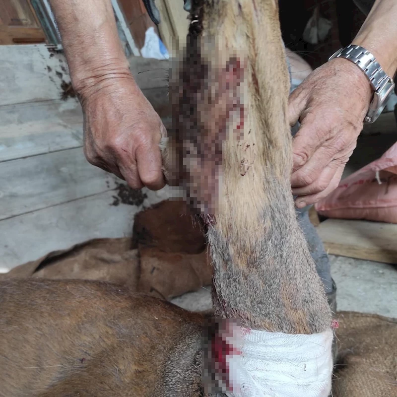 Tokat’ta yaralı karaca telef oldu
