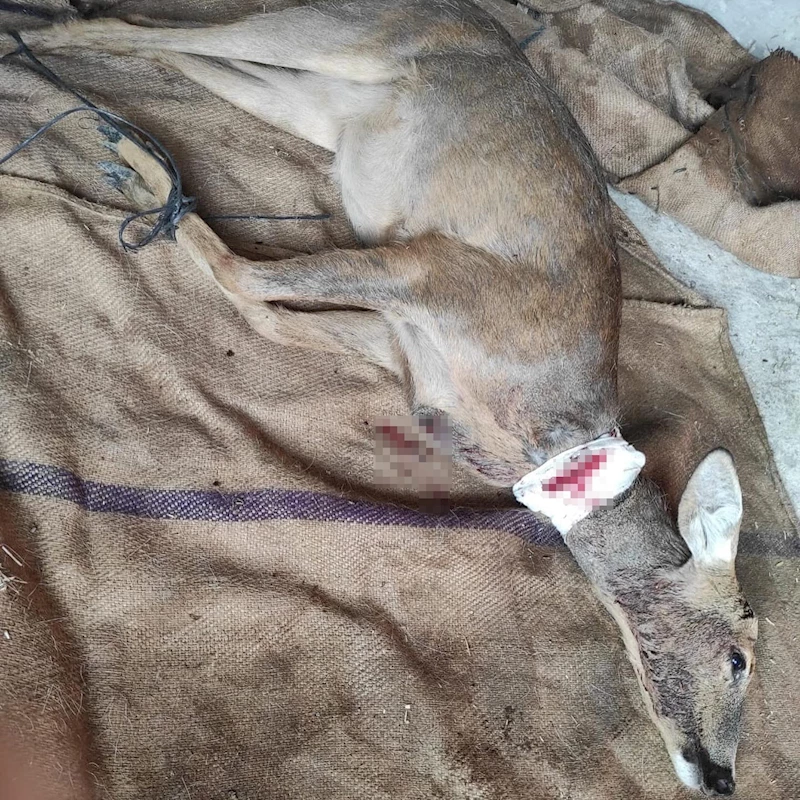 Tokat’ta yaralı karaca telef oldu
