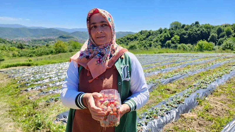 Aroması ve tadı ile Osmanlı çileği tarlada alıcı buluyor
