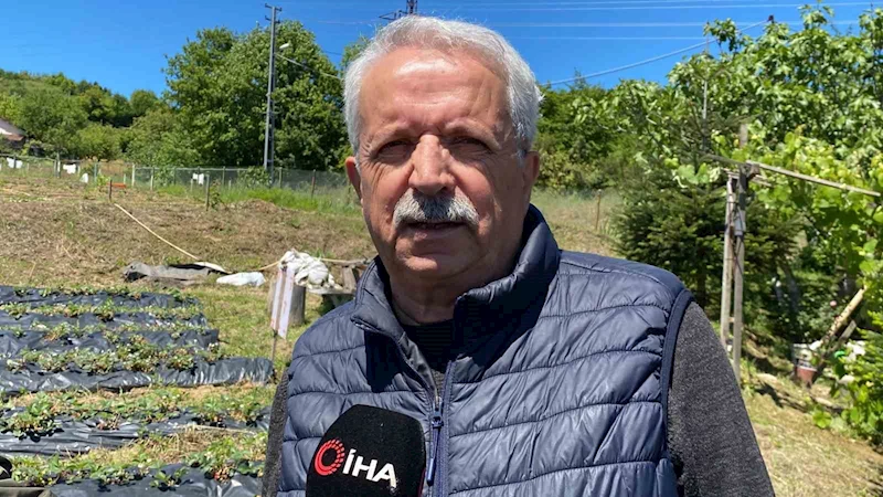 Aroması ve tadı ile Osmanlı çileği tarlada alıcı buluyor
