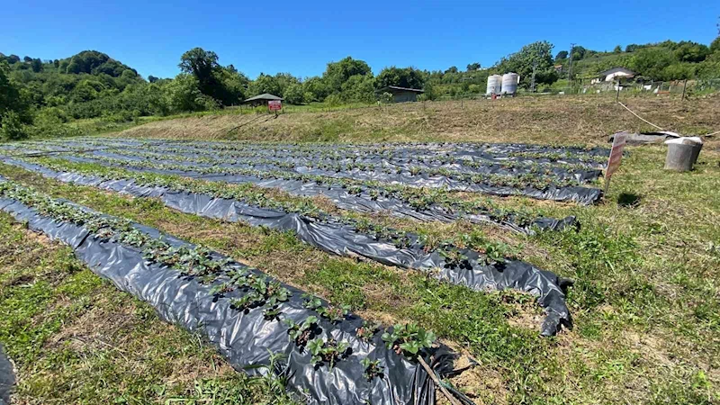 Aroması ve tadı ile Osmanlı çileği tarlada alıcı buluyor
