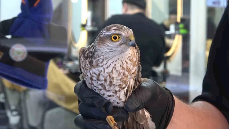 Yavru atmaca bu sefer ağa değil tabelaya çarptı
