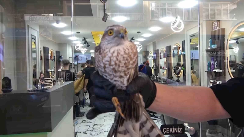 Yavru atmaca bu sefer ağa değil tabelaya çarptı
